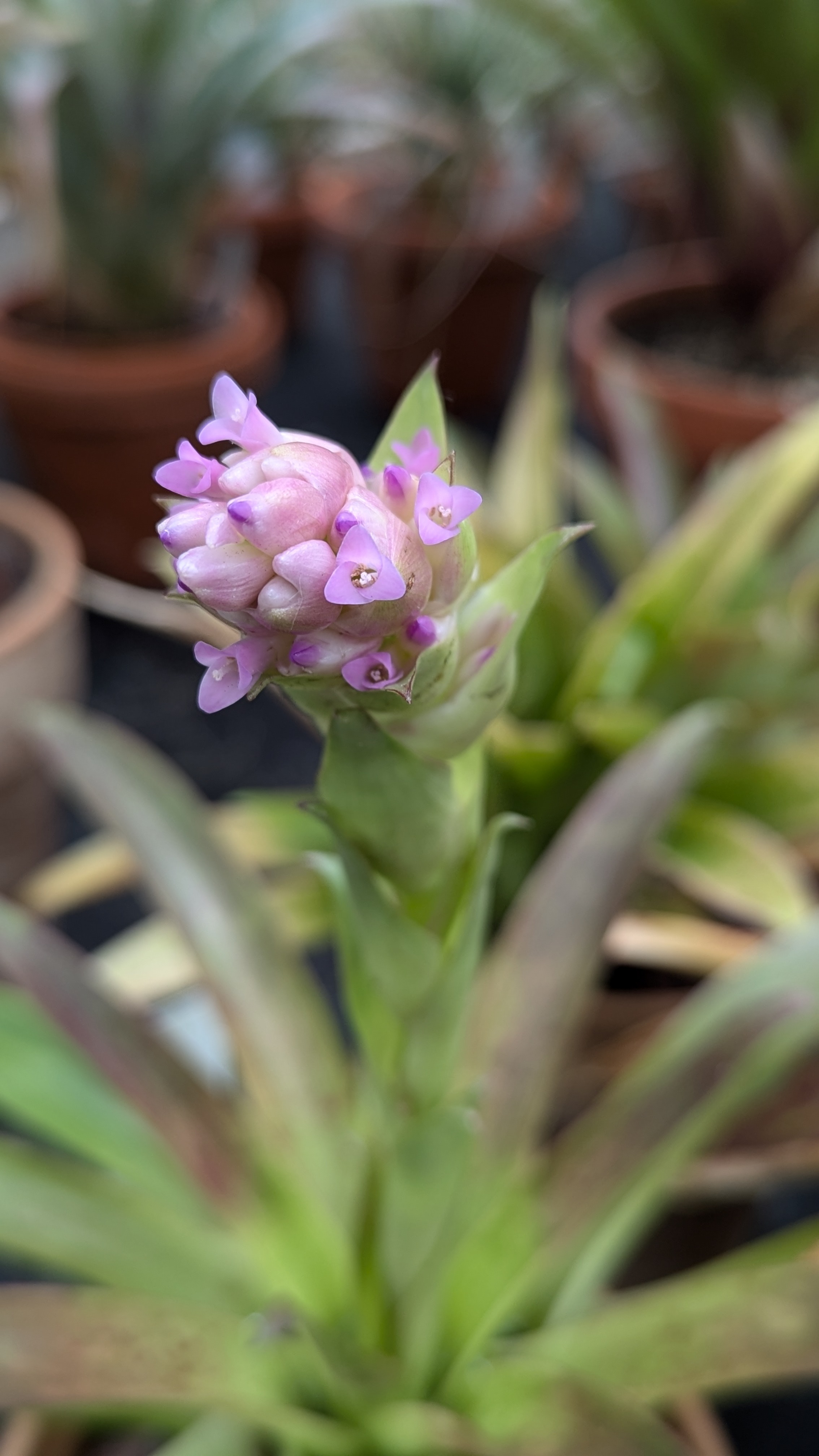 preview Tillandsia biflora  Ruiz & Pav.